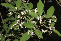 Vitex leucoxylon